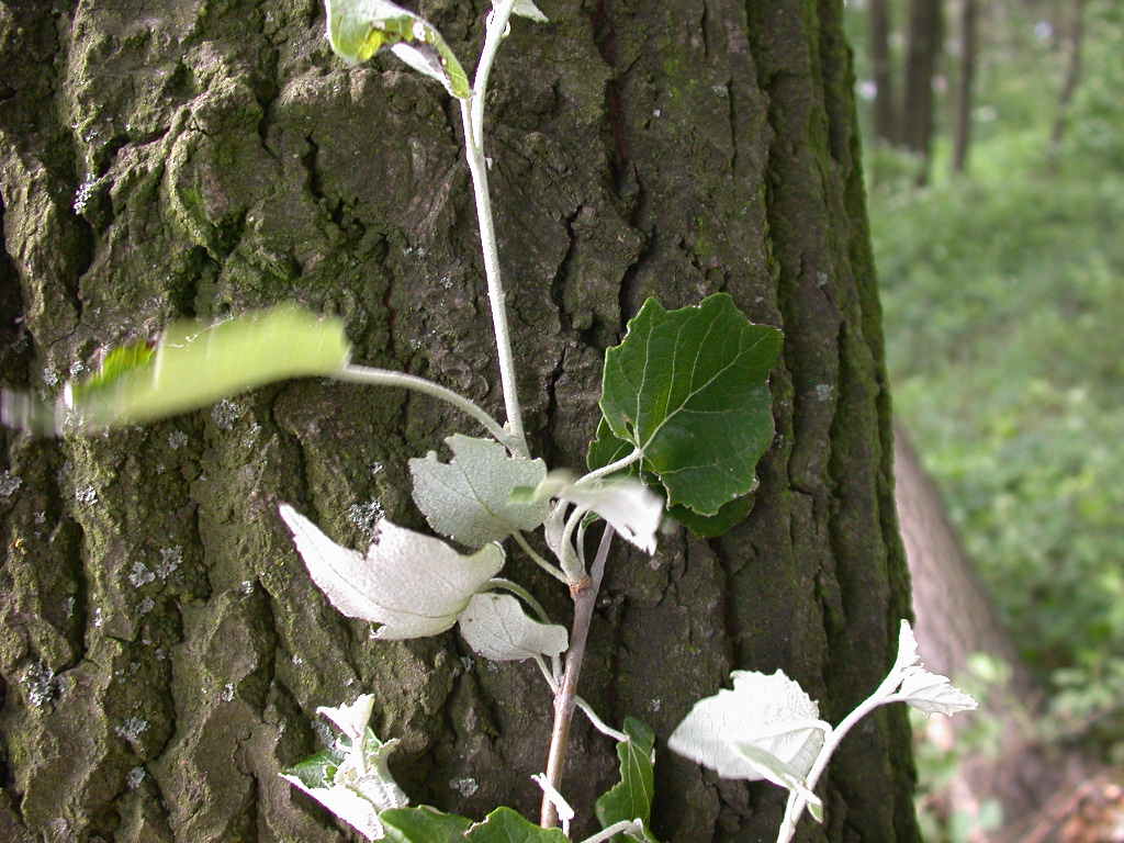 Populus alba / Pioppo bianco